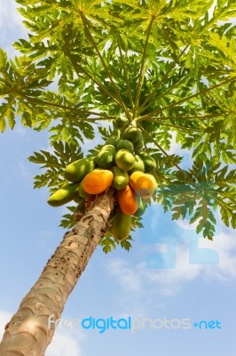 Papaya Tree Stock Photo