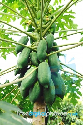 Papaya Tree Stock Photo