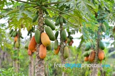 Papaya Trees Stock Photo