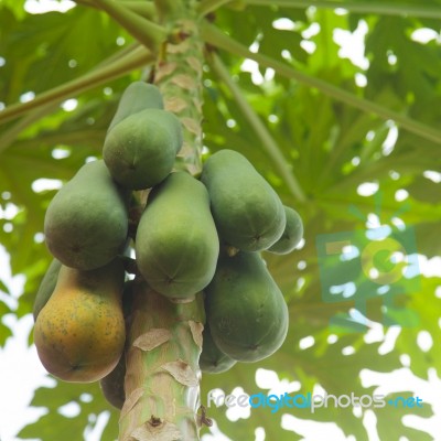 Papayas Hanging From The Tree Stock Photo