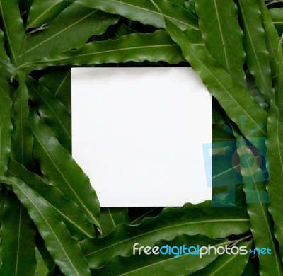 Paper Card With Green Leaves Stock Photo