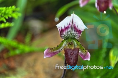 Paphiopedilum Callosum Stock Photo Stock Photo