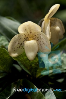 Paphiopedilum Concolor Stock Photo