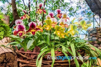 Paphiopedilum Orchid In Doi Tung, Chiang Rai, Thailand Stock Photo