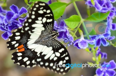 Papilio Demoleus Black And White Spots Butterfly Stock Photo