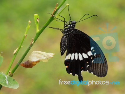 Papilionidae Butterfly Stock Photo