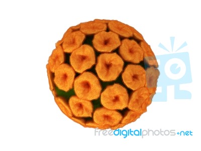 Papilloma Virus Stock Image