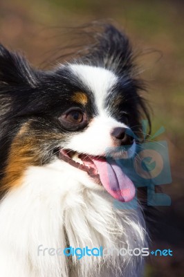 Papillon Stock Photo