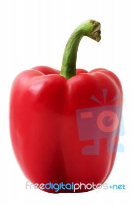 Paprika Islated Stock Photo