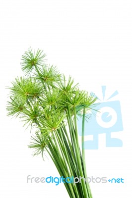 Papyrus  Stock Photo