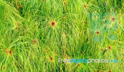 Papyrus Tree Stock Photo