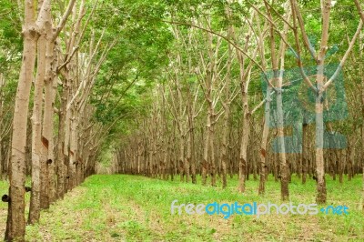 Para Rubber Tree In Thailand Stock Photo