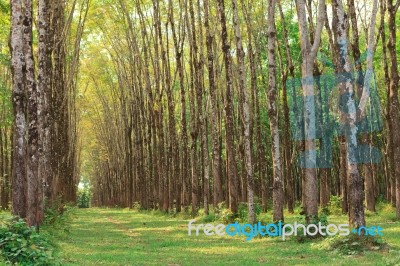 Para Rubber Tree Plantation Stock Photo