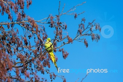 Parakeet Perched On A Tree In London Stock Photo