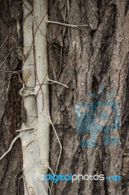 Parasited Plant On Big Tree Stock Photo