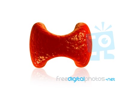 Parathyroid Gland Stock Image