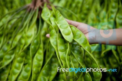 Parkia Speciosa, Bitter Bean, Twisted Cluster Bean, Stink Bean Stock Photo