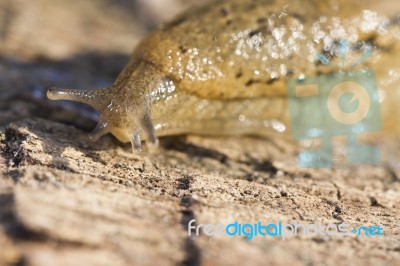 Parmacella Valenciennii Slug Stock Photo