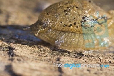 Parmacella Valenciennii Slug Stock Photo