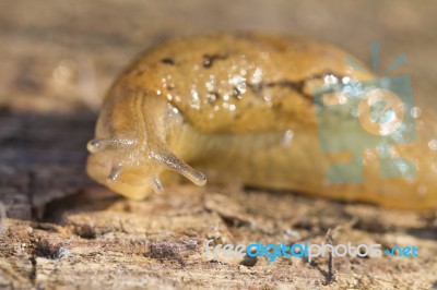 Parmacella Valenciennii Slug Stock Photo