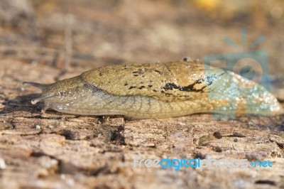 Parmacella Valenciennii Slug Stock Photo