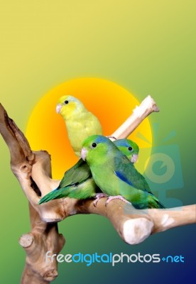 Parrot Stock Image