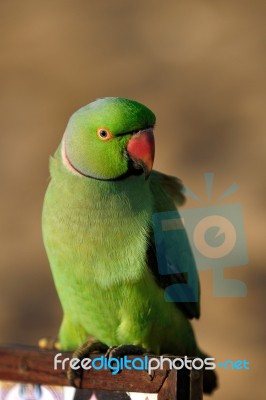 Parrot Stock Photo