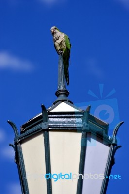 Parrot And Clouds Stock Photo