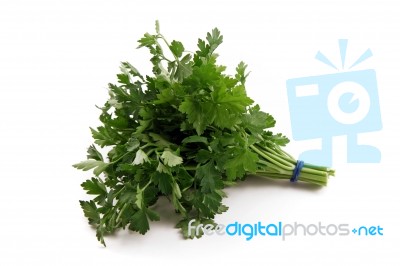 Parsley Stock Photo