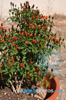 Parsons Pepper Flower Stock Photo