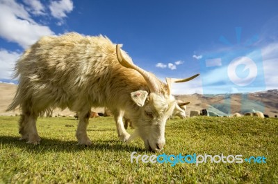 Pashmina Goat Grazing - Chummatang - Ladakh India Stock Photo