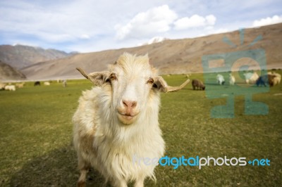 Pashmina Goat Grazing - Chummatang - Ladakh India Stock Photo