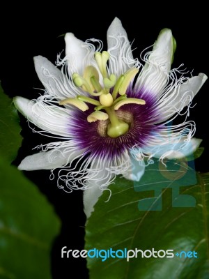 Passiflora Edulis Stock Photo