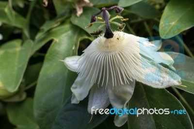 Passion Flower (passifloraceae) Stock Photo