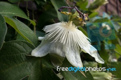 Passion Flower (passifloraceae) Stock Photo