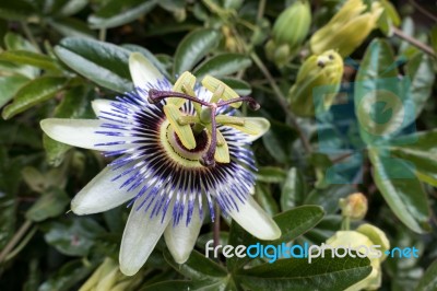 Passion Flower (passifloraceae) Stock Photo