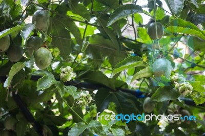 Passion Fruit Growing On The Vine Stock Photo