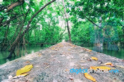 Path In Mangrove Forest For Background Stock Photo