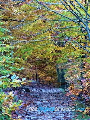 Path In The Forest Stock Photo