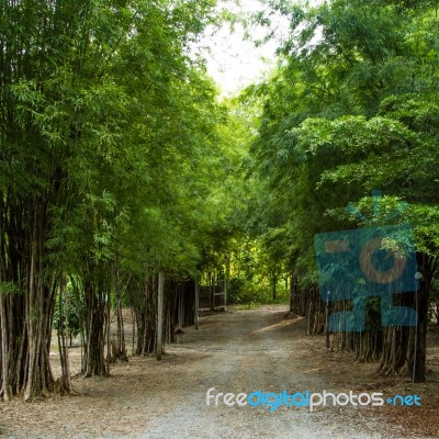 Path Through Bamboo Stock Photo