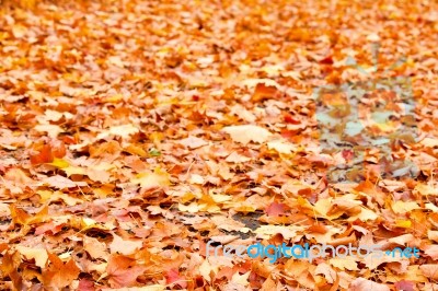 Pathway In Colorful Autumn Arboretum Park Stock Photo