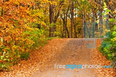 Pathway In Colorful Autumn Arboretum Park Stock Photo