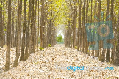 Pathway In Forest Full Of Leaves Stock Photo