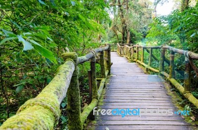 Pathway In The Forest Made Of Wood Stock Photo