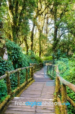 Pathway In The Forest Made Of Wood Stock Photo