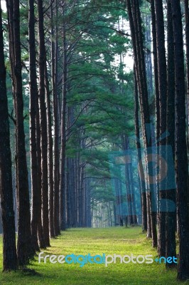 Pathway Pine Tree Stock Photo