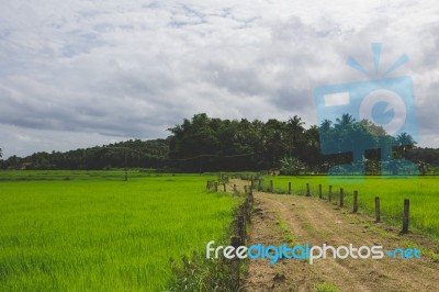 Pathway Though A Green Field Stock Photo