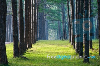 Pathway With Trees Stock Photo