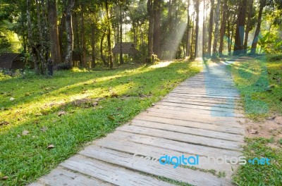 Pathways In Tropical Forests Morning Stock Photo