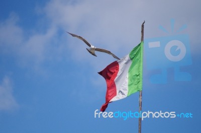 Patriotic Seagull Stock Photo